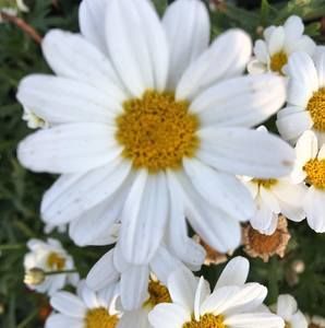 Meet your Posher, Ellen